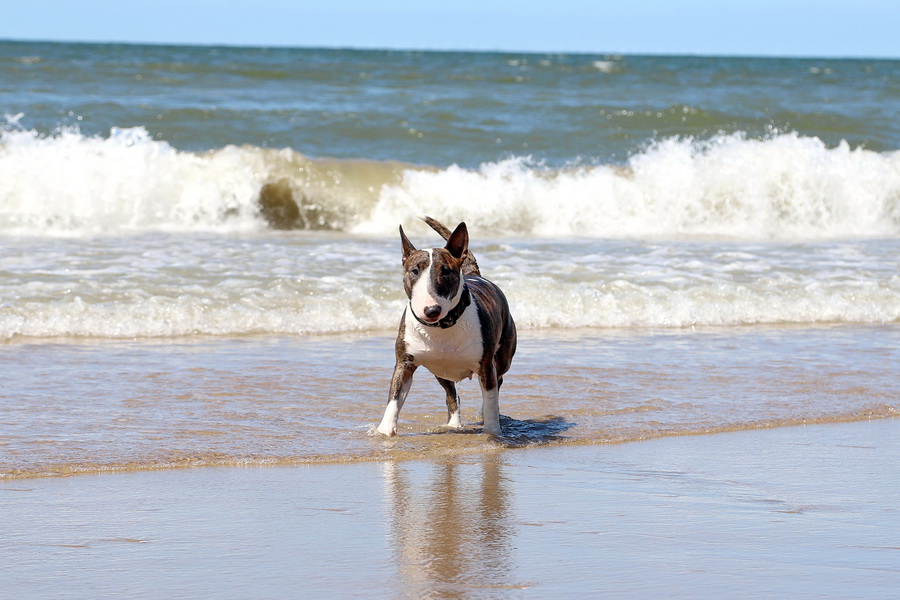 Miniatur Bullterrier aus Wuppertal NRW "of Slanting Shore" Unsere